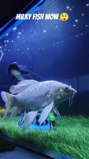 Milky Fish Tank ASMR 😳 So Satisfying #shorts #fish