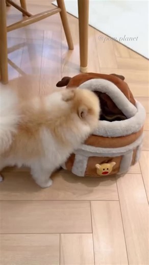 Late Christmas gif arrived ❤️ | Pomeranian Planet