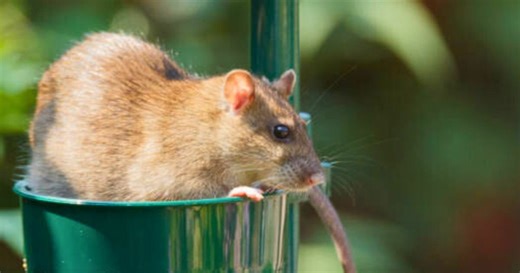 ‘All-natural’ homemade spray keeps rats from your garden without using chemicals