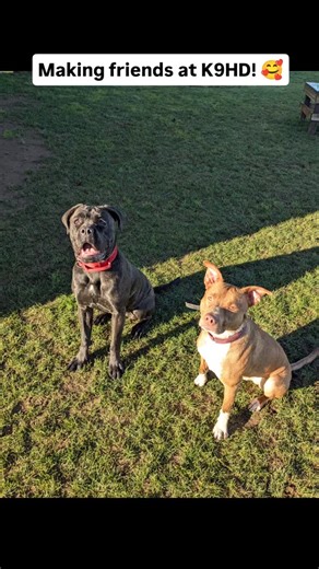 Guess which of these dogs started out as reactive hot messes?? 😎😍 Can't tell? That's because it's been a long journey of coaching, changing habits, and creating new ones. ❤️ We prioritize proper socialization when the time comes because everyone wants a dog who can socialize well. Well enough for a dog park? Hell no. I avoid those at all cost. Chaos trapped in a fence. But rather teaching them how to respect other dogs boundaries, listening to the owner above all else, and learning how to regu