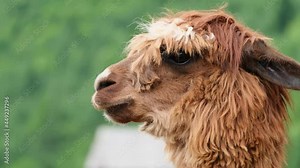 Lama is a South American mammal of the camel family, alpaca close up