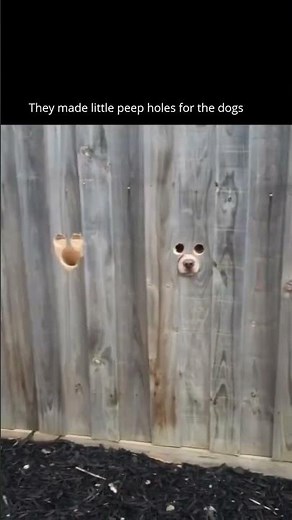 They made little peep holes for the dogs 🐶👀