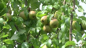 Branch of ripe organic cultivars of pears close-up in the summer garden. Conference pears ripening on a pear fruit tree