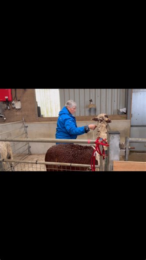 Mullacott Alpacas on Reels