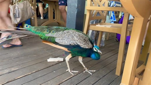 4K views · 108 reactions | Don’t miss the wandering peacocks in Waimea Valley… 酪 https://www.best-of-oahu.com/waimea-falls-park.html | Best of Oahu | Facebook