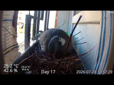 Wood pigeon nesting in planter