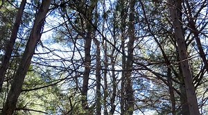 The "Wolf" Tree in Charlotte