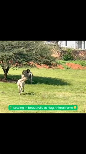 7.9K views · 157 reactions |  Pure Joy in Motion! Our new ponies are loving their new home — just look at them galloping freely through the grass, manes flying, and hearts full of happiness! It’s such a beautiful sight to see them settling in so well here at Flag Animal Farm. Come meet them this weekend and share in the joy! ✨#FlagAnimalFarm #HappyPonies #FarmLife #BallitoFun #KZNKids #FamilyAdventure #AnimalLovers #PureJoy | Flag Animal Farm | Facebook