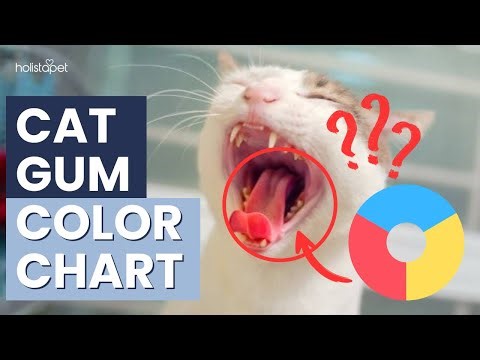 Cat Gum Color Chart Is Your Cat’s Gum Color Normal