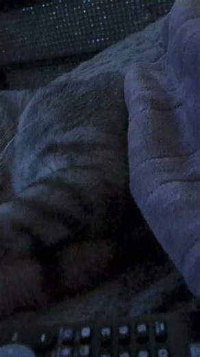 #cat #cute #heated blanket #Tigger