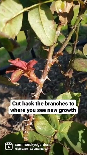 Rose pruning! It's really this simple! #roses #rosebush #rosegarden