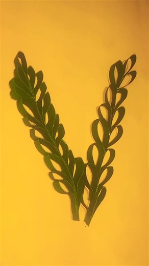 @new craft paper for ideas | leaf sort video##