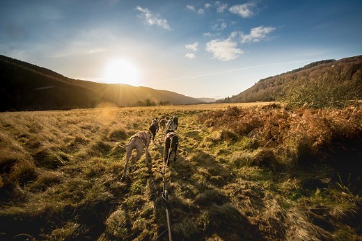 Dog Sledding in Scotland near Inverness | Eagle Brae