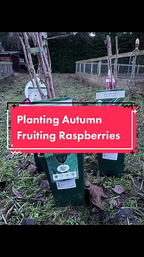 Optimal Raspberry Planting Guide: Spacing & Soil Tips