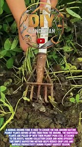 Amazing Peanut Harvesting Tool! Easy Groundnut Digging and Collection Method