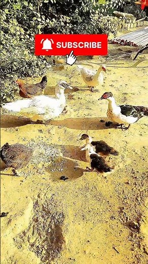 The Ultimate Duck Farming Guide (Muscovy Ducks)