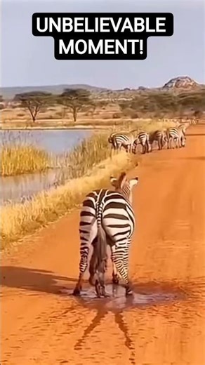 Rare Wildlife Moment Caught on Camera | Wild Kingdom TV USA