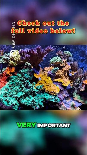 Get Some Flow in Your Reef Tank!