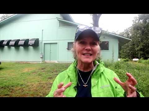Watch a masked bobwhite quail adopt 15 chicks he's never seen before