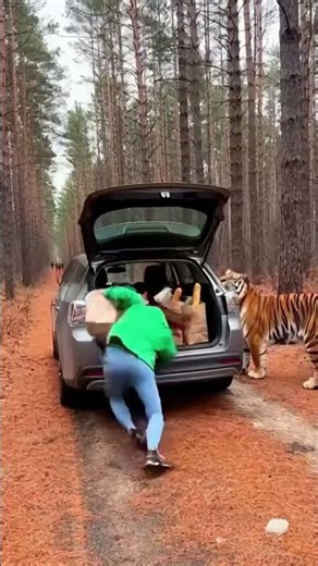 Terrifying Moment Tiger Attacks Woman