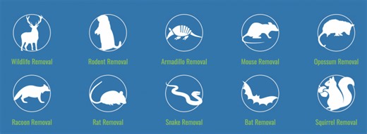 Expert Home Sealing & Rodent Removal Now Servicing All of Central Florida