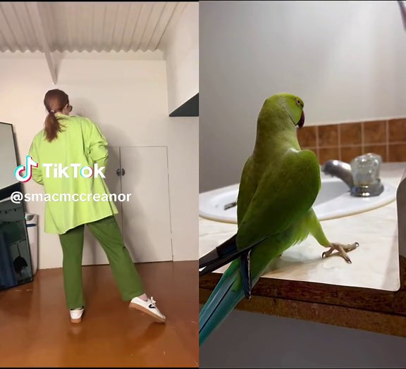 Green Panther/Parrot Dancing Compilation