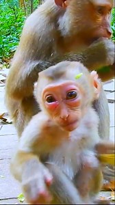 Despite Painful Swollen Eyes, Little Monkey Floran Finds Comfort Eating Fruit Next to Her Caring Mother | Monkey history 2024