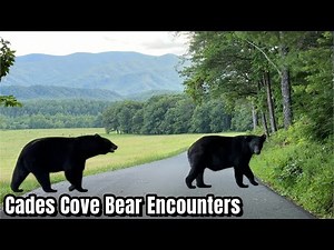 Cades Cove Seeing Black Bears Great Smoky Mountains
