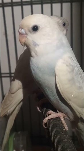 Cute Little Parrots | Birds video #pets #birds #foryou #trending #viral #nature #reels #shorts