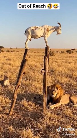 Funny Wildlife Moments: Warthog and Lion Antics