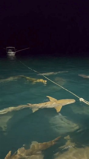 Nature's Majestic Standoff! 🦈🌊🐊 A remarkable moment where a mighty crocodile and a sleek shark meet in the vast saltwater wilderness! This rare encounter highlights the unpredictable beauty of nature and the thrill of the wild. Witnessing these two apex predators face off is a breathtaking experience that reminds us of the raw power of our natural world. 📸:jessie_leigha #shark #sharks #apexpredator #sharkweek #crocodile #WildlifeEncounters #marinelife #underwaterworld #sharkwatch #sharkconse