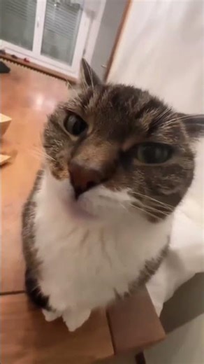 Cat Pops Out of Watermelon 🍉😹 (Funniest Surprise Ever!)