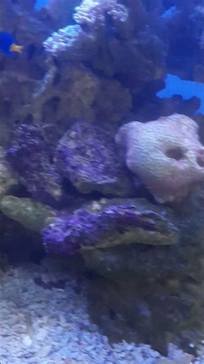 Dory #aquarium #relaxing #fish #doryfish