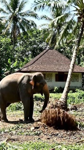 Elephant broke down the tree #viral #viralvideo
