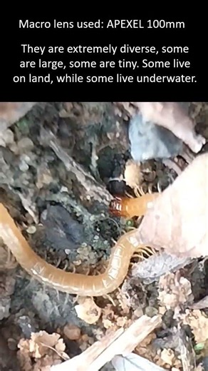Fun facts about arthropods.
