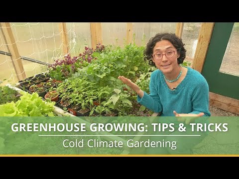 Learn How to Grow Vegetables in a Greenhouse With These Helpful Tips!