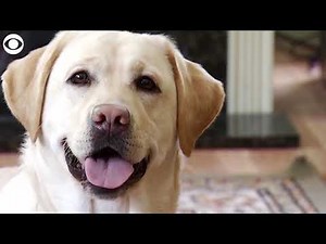 Most popular dog breeds