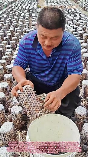 🍄 La forêt de champignons : La récolte des oreilles de bois dans la plantation