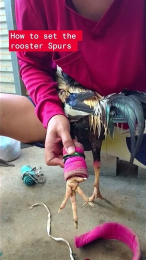 🔥 How to Set Rooster Spurs Properly 🐓 | Safe & Easy Spur Care Guide #shorts #birds #roosterfarm
