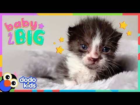 Potato-Sized Kitten Has An ENORMOUS Best Friend | Dodo Kids | Baby 2 Big