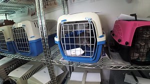 2.2K views · 11 reactions | Pet of the Week at the Broward County Animal Care and Adoption with Lauralei Combs #adoptdontshop #browardcounty | Broward County Animal Care | Facebook