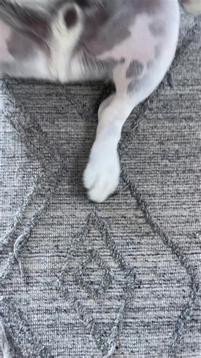 How to Train Your Dog to Dance