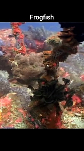 Frogfishes are fascinating marine creatures. They are small, stocky fish with large mouths and often prickly skins. They can be found in shallow tropical waters. These unique fish are masters of disguise. They’re covered in spinules and other appendages that aid in camouflage. Some species can even change color or mimic other organisms like algae or hydrozoa. Most frogfish have a forward-facing dorsal fin that hangs over their mouth. This fin acts as a lure to attract prey, making them effective