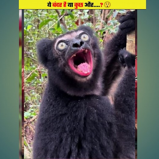 234K views · 10K reactions | The Oldest Mammal Still Alive  #dsislamicchannel #shorts #reels #facts #islam #lemur #nature #wildlife #creatures | DS Islamic Channel | Facebook