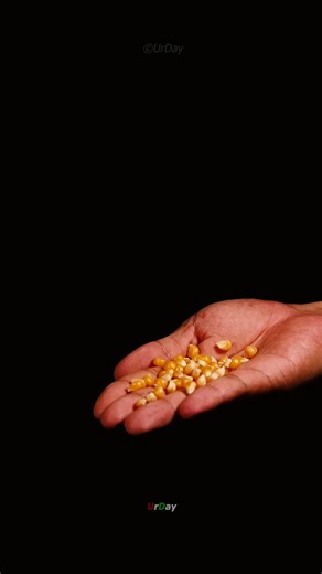 How popcorn pops in slow motion and macro #urday #macro #satisfy #closeup