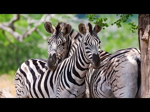 Zebra Social Life: The Dynamics of the Herd - how zebras live - animal communication