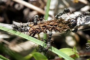 Formica japonica - Alchetron, The Free Social Encyclopedia