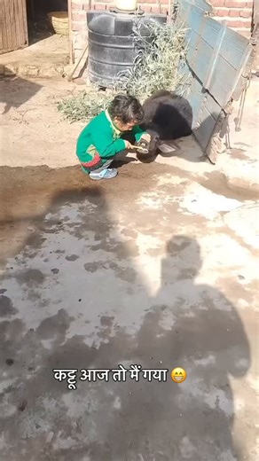 हिमवासी on Instagram: "Cute 🥰 — Kattu aaj tou gaya me 🐃😂 Tag & Share pahadi 🏔️ Follow—— @himwasi ❤️ Purpose is Entertainment ❤️ 📹 credit : @official_deepak_kumar_2581 Viral Video on social media. #himwasi ⬅️ Use Our Tag . . Note: Using content for entertainment purpose only. we don’t own any rights and authority of the following audio and video. DM us to fix it credit/removal. Thanks 🙏🏻 No copyright infringement. Intention is pure entertainment. यह मात्र एक मनोरंजन की दृष्टि से साँझा किया