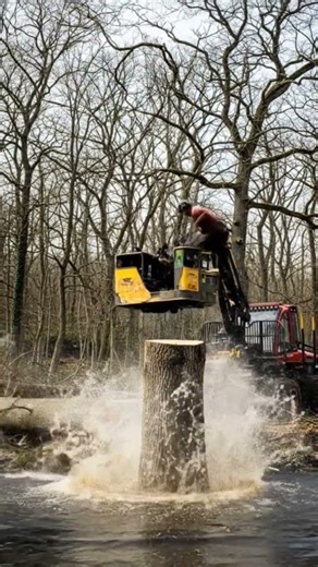 wood cutter cutting old large tree falls down on helper boy #treeclimber #treetrimming #treeworks