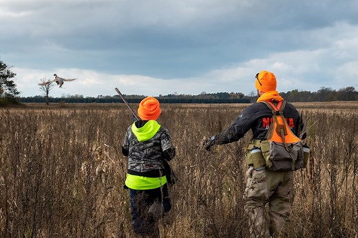 Pheasant hunt to be elevated at 13 state game areas as DNR releases roosters